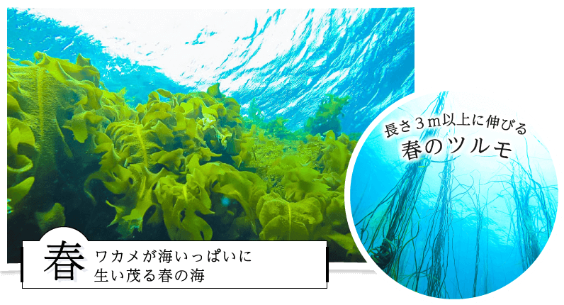 長さ３ｍ以上に伸びる春のツルモ 春ワカメが海いっぱいに生い茂る春の海